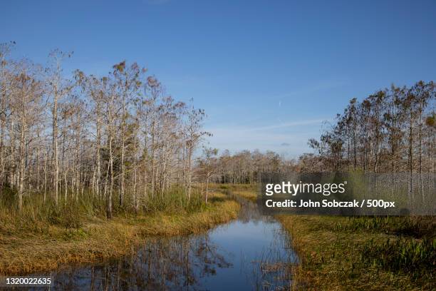 scenic view of lake against clear blue sky,everglades,florida,united states,usa - rivier gras oever stockfoto's en -beelden