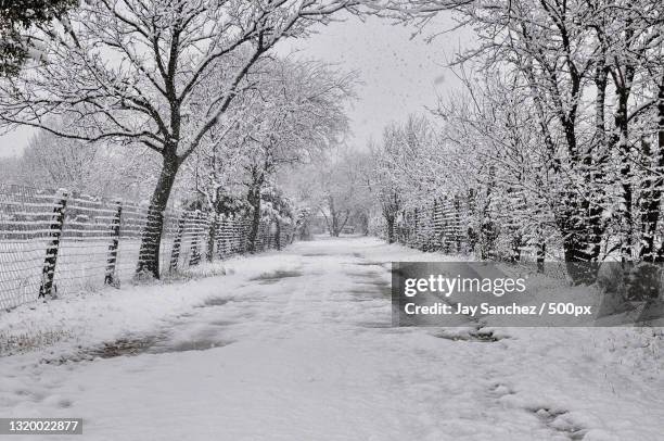 empty road along bare trees during winter,texas,united states,usa - texas snow stock pictures, royalty-free photos & images