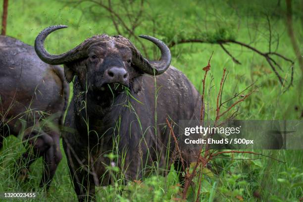 portrait of a buffalo,rwanda - rwanda stock pictures, royalty-free photos & images