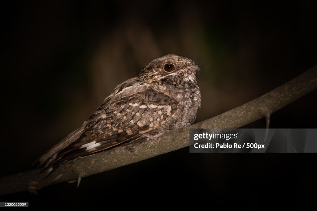 Close-up of bird perching on branch