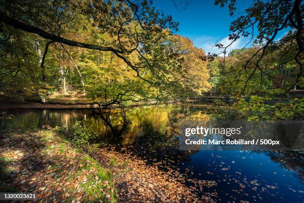 scenic view of lake in forest against sky,rambouillet,france - rambouillet forest stock pictures, royalty-free photos & images