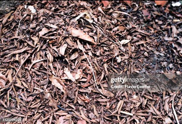 dry leaves background - dead garden stock pictures, royalty-free photos & images