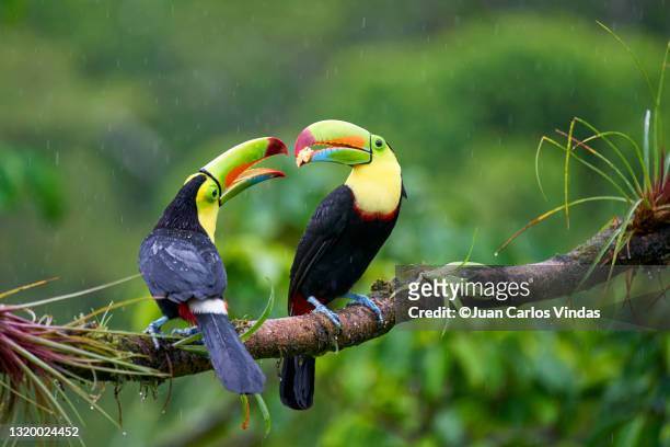 keel-billed toucan (ramphastos sulfuratus) - toucan 個照片及圖片檔