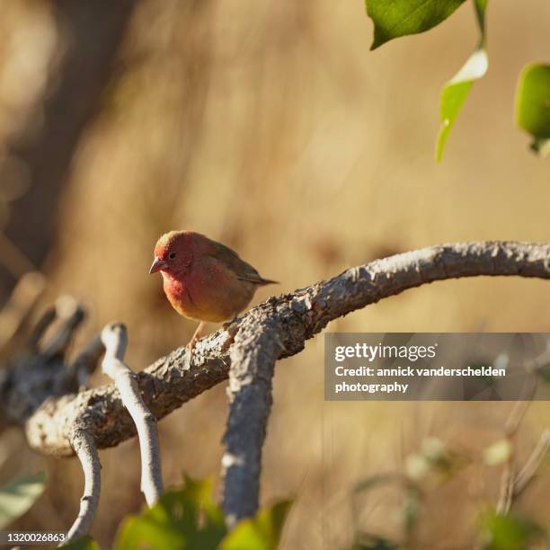 Fire Finch Fire Finch Photos and Premium High Res Pictures - Getty Images