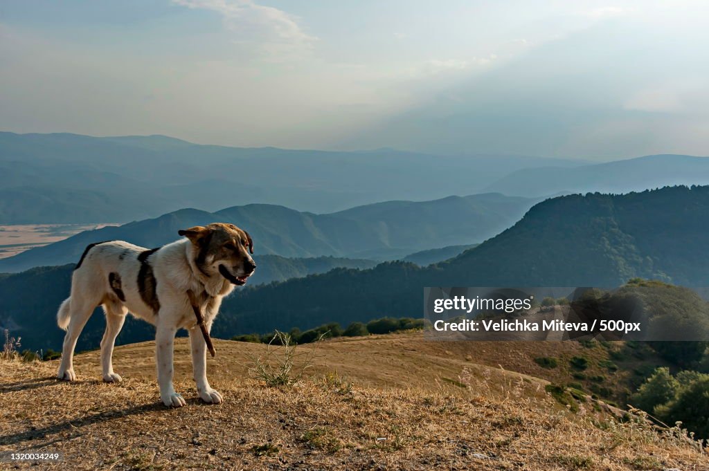 Portrait of dog standing on mountain against sky