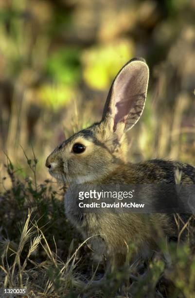 Desert cottontail catches some late afternoon sun in the Carrizo Plain National Monument, May 31, 2001. President Bill Clinton established the...