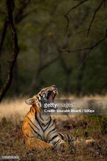 side view of tiger sitting on grassy field in forest,ranthambore national park,rajasthan,india - ranthambore national park stock-fotos und bilder