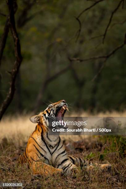 side view of tiger sitting on grassy field in forest,ranthambore national park,rajasthan,india - ranthambore national park stockfoto's en -beelden