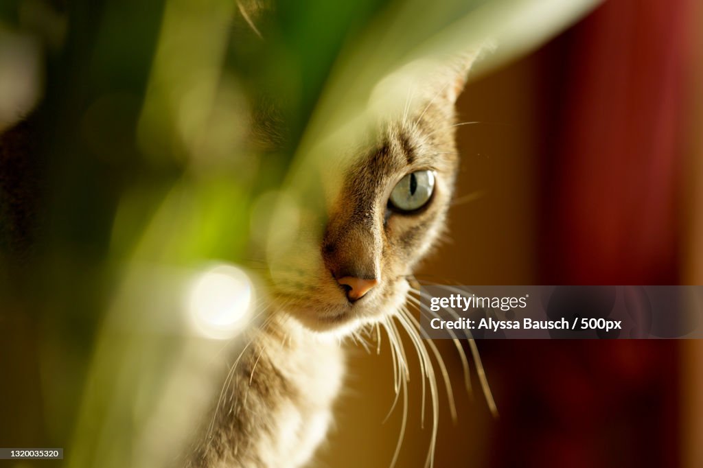 Close-up portrait of cat