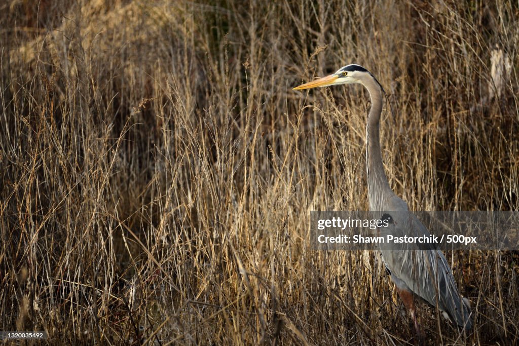 A great blue gray heron,United States,USA