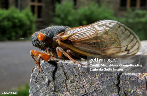 Cumru Twp, PA A cicada on a picnic table in front of the Nolde Mansion. In front of the Nolde Mansion at the Nolde Forest Environmental Education...