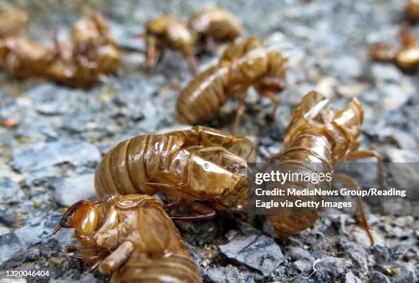 1,173 Insect Exoskeleton Stock Photos, High-Res Pictures, and Images ...