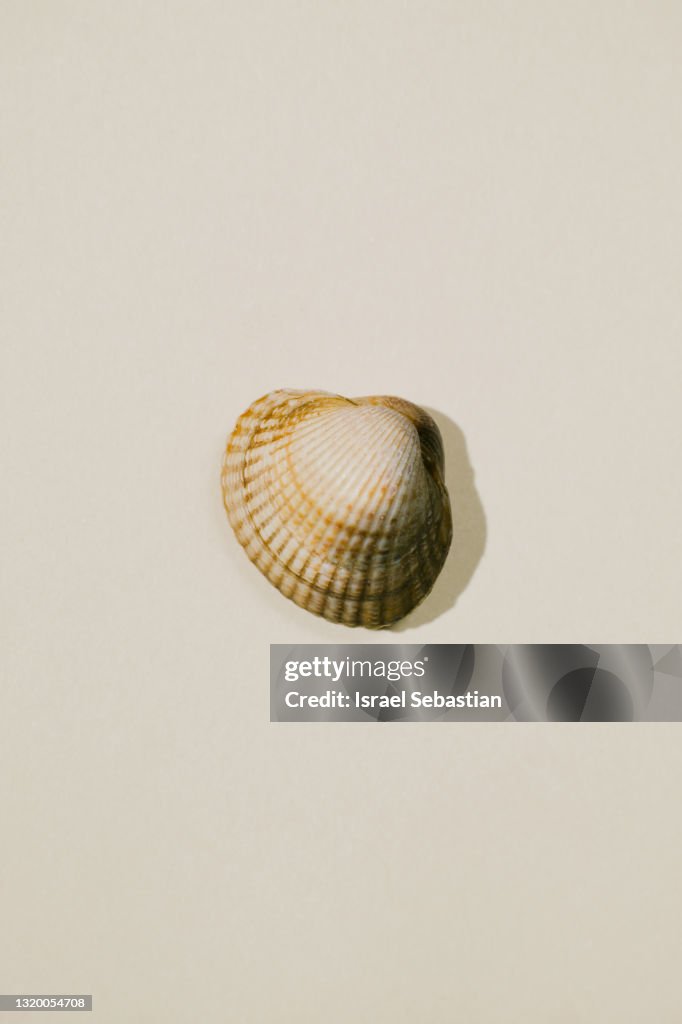 Close-up view of a solitary raw cockle on a beige background. Healthy food concept.