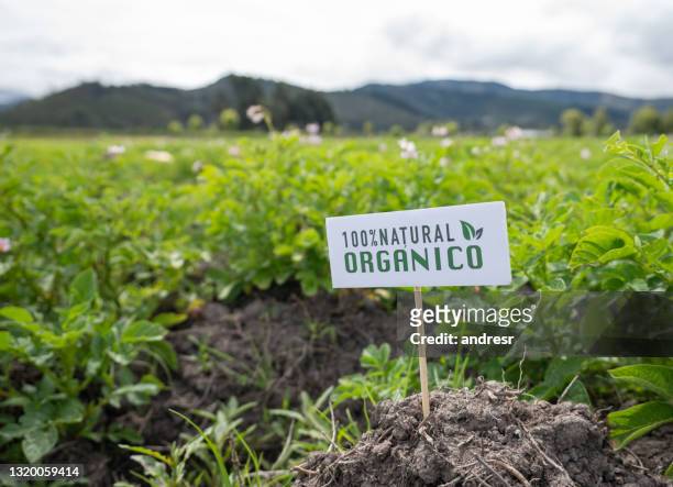 organische aardappelplantage bij een latijns-amerikaanse landbouwbedrijf - american potato farm stockfoto's en -beelden