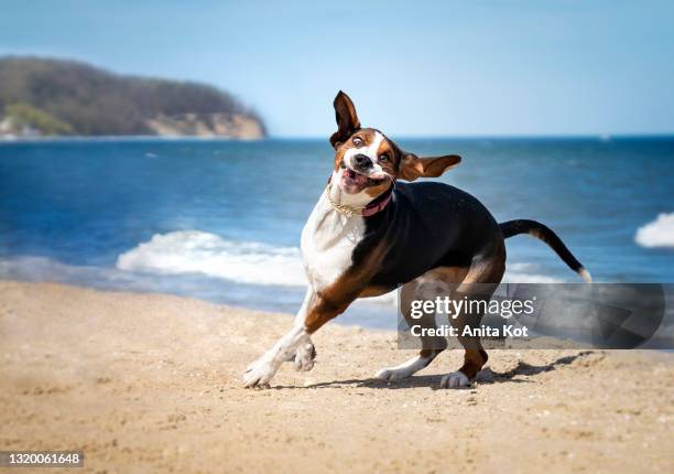 funny dog ​​on the beach - dog jumping bildbanksfoton och bilder