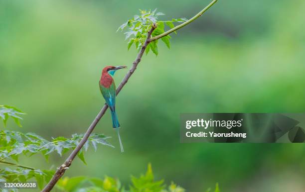 blue-throated bee eater bird catching bee to its children - merops viridis viridis stock pictures, royalty-free photos & images