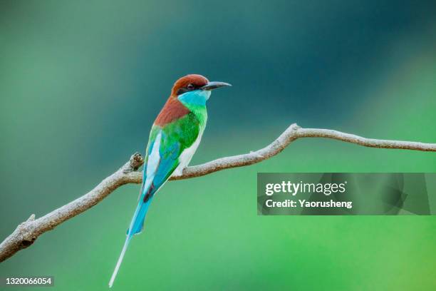 blue-throated bee-eater (merops viridis) perch open on branch, clean background - merops viridis viridis stock pictures, royalty-free photos & images