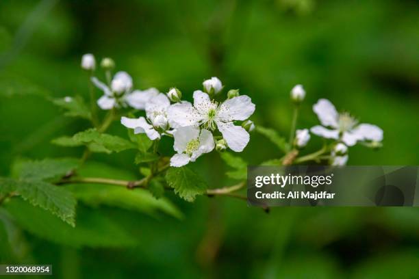 Lovato Raspberry Flower 2,190 Raspberry Flower Stock Photos, High-Res Pictures, and Images ...