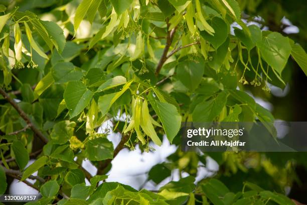 ash tree - ash tree stock pictures, royalty-free photos & images