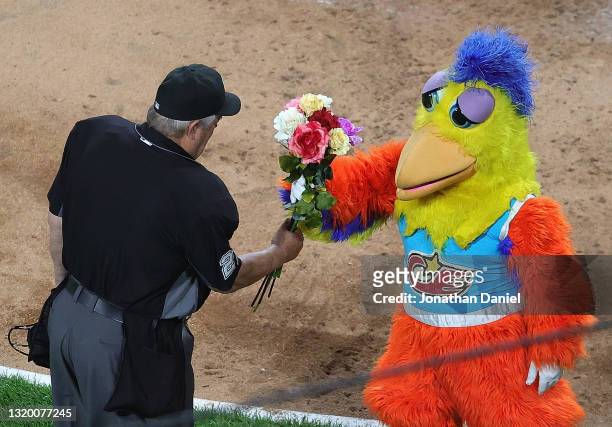 The San Diego Chicken offers flowers to umpire Joe West who is umpiring a record breaking game between the Chicago White Sox and the St. Louis...