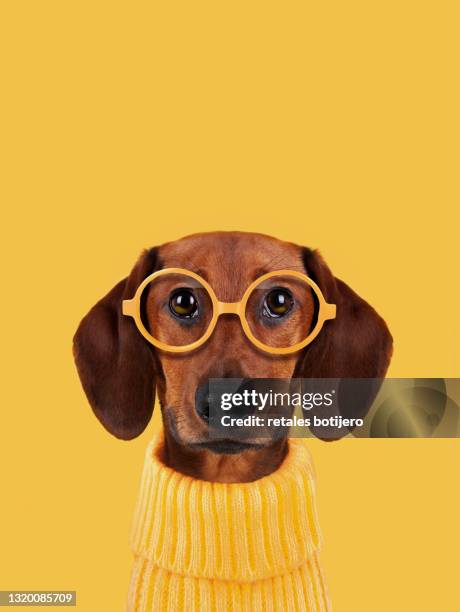 funny dog with glasses - dog coloured background stock pictures, royalty-free photos & images