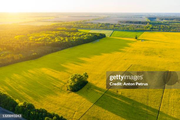 aerial view of yellow rapeseed fields at sunset - brassica rapa stock pictures, royalty-free photos & images