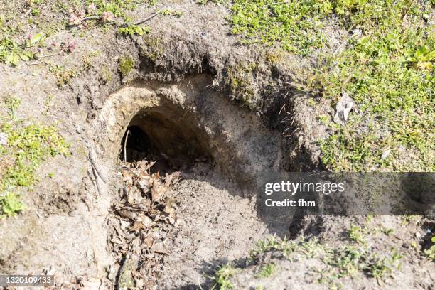 Large Rabbit Hole The Rabbit Hole Photos and Premium High Res Pictures - Getty Images