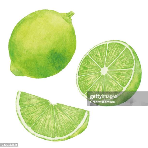 bildbanksillustrationer, clip art samt tecknat material och ikoner med akvarell limefrukter - lime