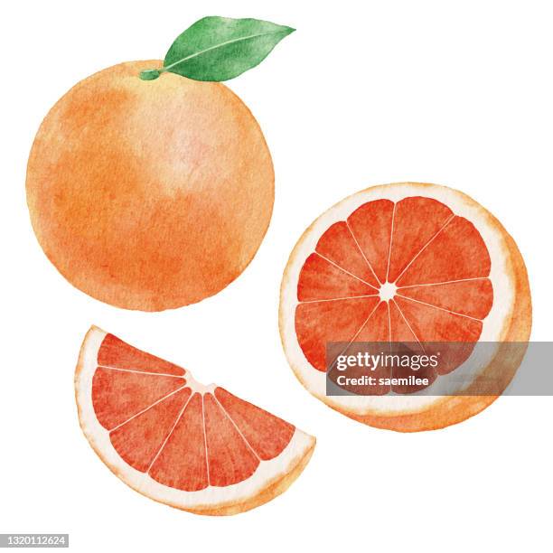ilustraciones, imágenes clip art, dibujos animados e iconos de stock de frutas de uva acuarela - fruit illustration