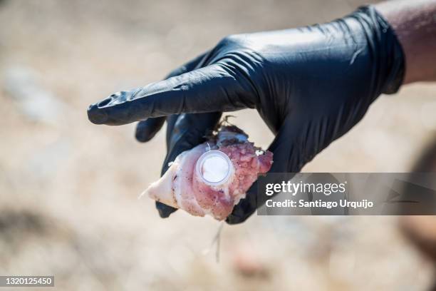 policeman showing a piece of meat with a poison sample to train dogs - hand with gift stock-fotos und bilder