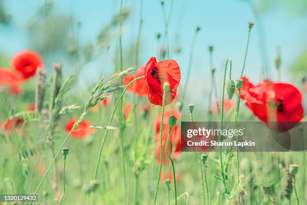 common red poppies growing in the sunshine - poppies stock pictures, royalty-free photos & images