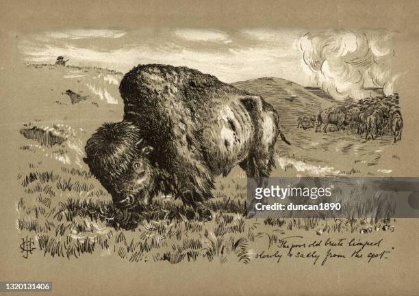 hunting buffalo near fort wallace, kansas, great plains, american wild west, 19th century - american bison stock illustrations
