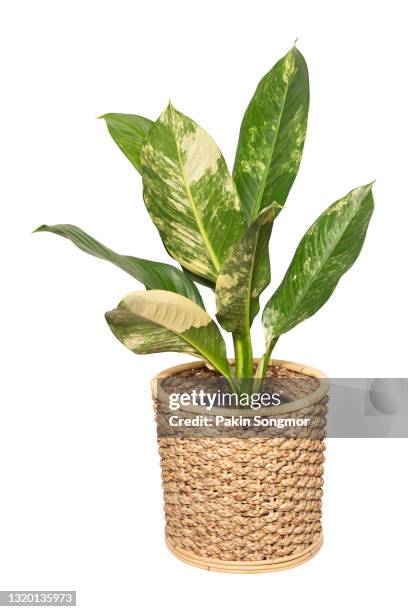 dieffenbachia sp. (araceae) variegated plants in wicker basket isolated on white background. - dumb cane stock pictures, royalty-free photos & images