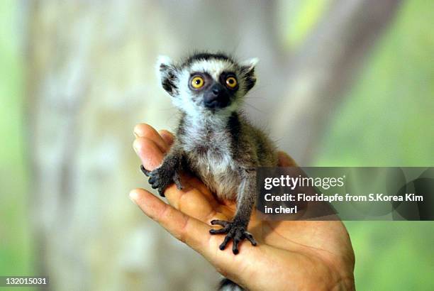 Ring tailed lemur