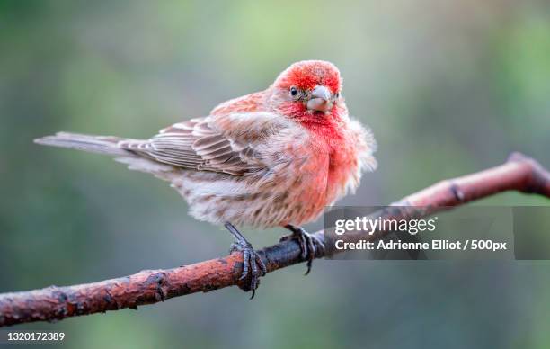 close-up of songfinch perching on twig,novi,michigan,united states,usa - house finch stock pictures, royalty-free photos & images