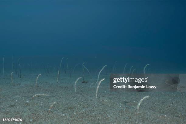 December 9, 2019: Spotted garden eels on the ocean floor of Cabo Pulmo National Marine Park in Mexico.Bahía Pulmo is home to the oldest of only three...