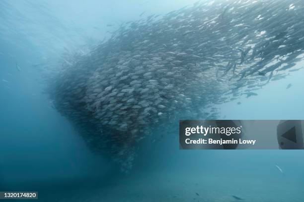 December 11, 2019: A school of bigeye trevally swims through Cabo Pulmo National Marine Park in Mexico.Bahía Pulmo is home to the oldest of only...