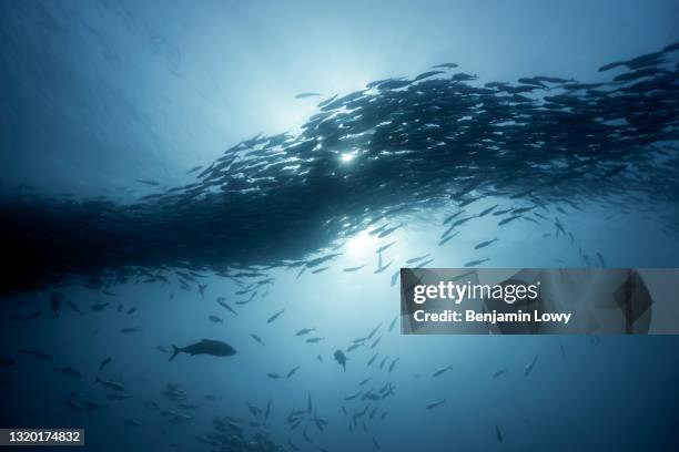 December 11, 2019: A school of bigeye trevally swims through Cabo Pulmo National Marine Park in Mexico.Bahía Pulmo is home to the oldest of only...