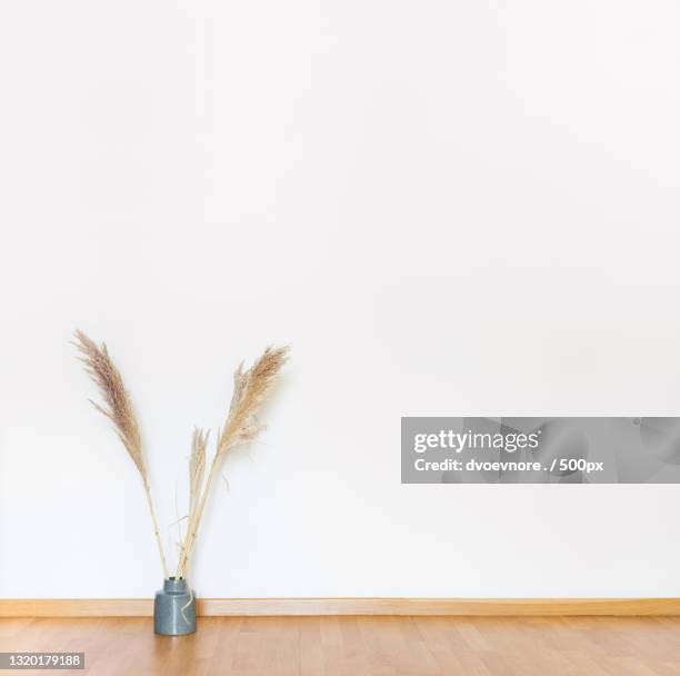 close-up of plant on wooden floor against wall - pampas stock pictures, royalty-free photos & images