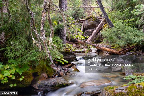 scenic view of waterfall in forest,east grinstead,united kingdom,uk - east grinstead stock pictures, royalty-free photos & images