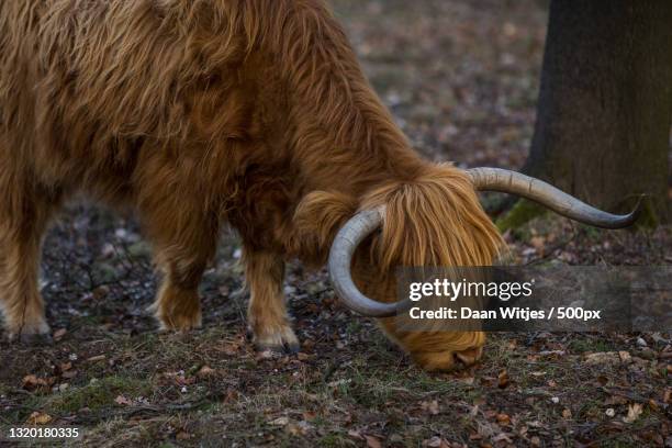 side view of elephant standing on field,rozendaalse veld,rozendaal,netherlands - natuur dieren stock-fotos und bilder