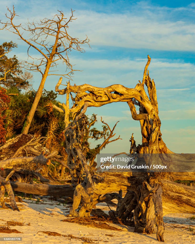 View of bare tree on sand against sky,Dixie County,Florida,United States,USA