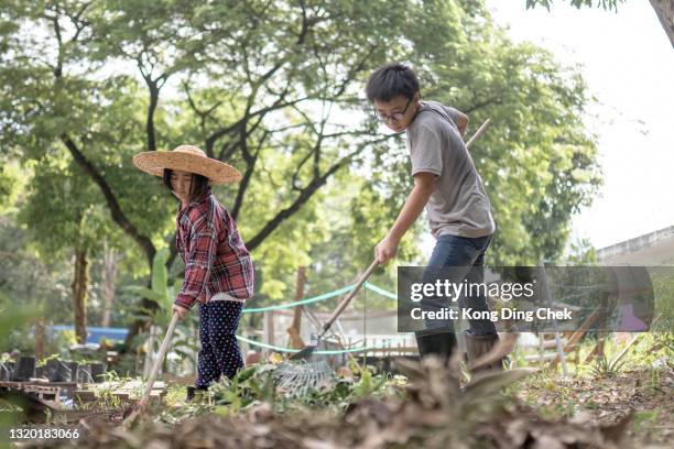 asian chinese sibling sweeping up dead leave in their garden. - dead girl imagens e fotografias de stock