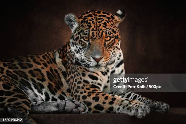 portrait of leopard - jaguar concept reveal fotografías e imágenes de stock