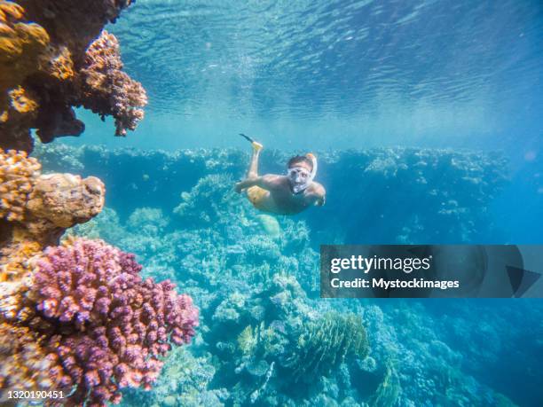 l’homme plonge dans la mer tropicale, plan sous-marin - mer rouge photos et images de collection