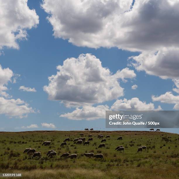 scenic view of field against sky,boorowa,new south wales,australia - country new south wales stock pictures, royalty-free photos & images