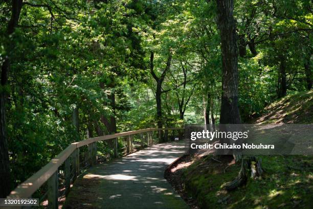 a path along the pond - 木漏れ日 ストックフォトと画像