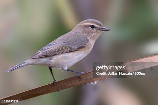 close-up of songwarbler perching on branch - chiffchaff stock pictures, royalty-free photos & images