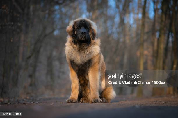 portrait of leonberger sitting on road,czech republic - leonberger stock pictures, royalty-free photos & images