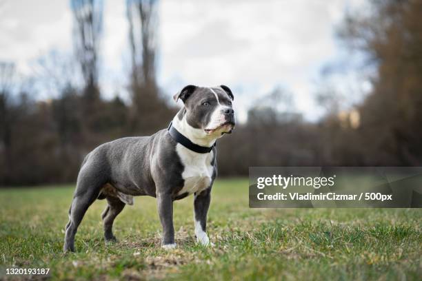 portrait of staffordshire bull terrier standing on field,czech republic - pit bull terrier - fotografias e filmes do acervo